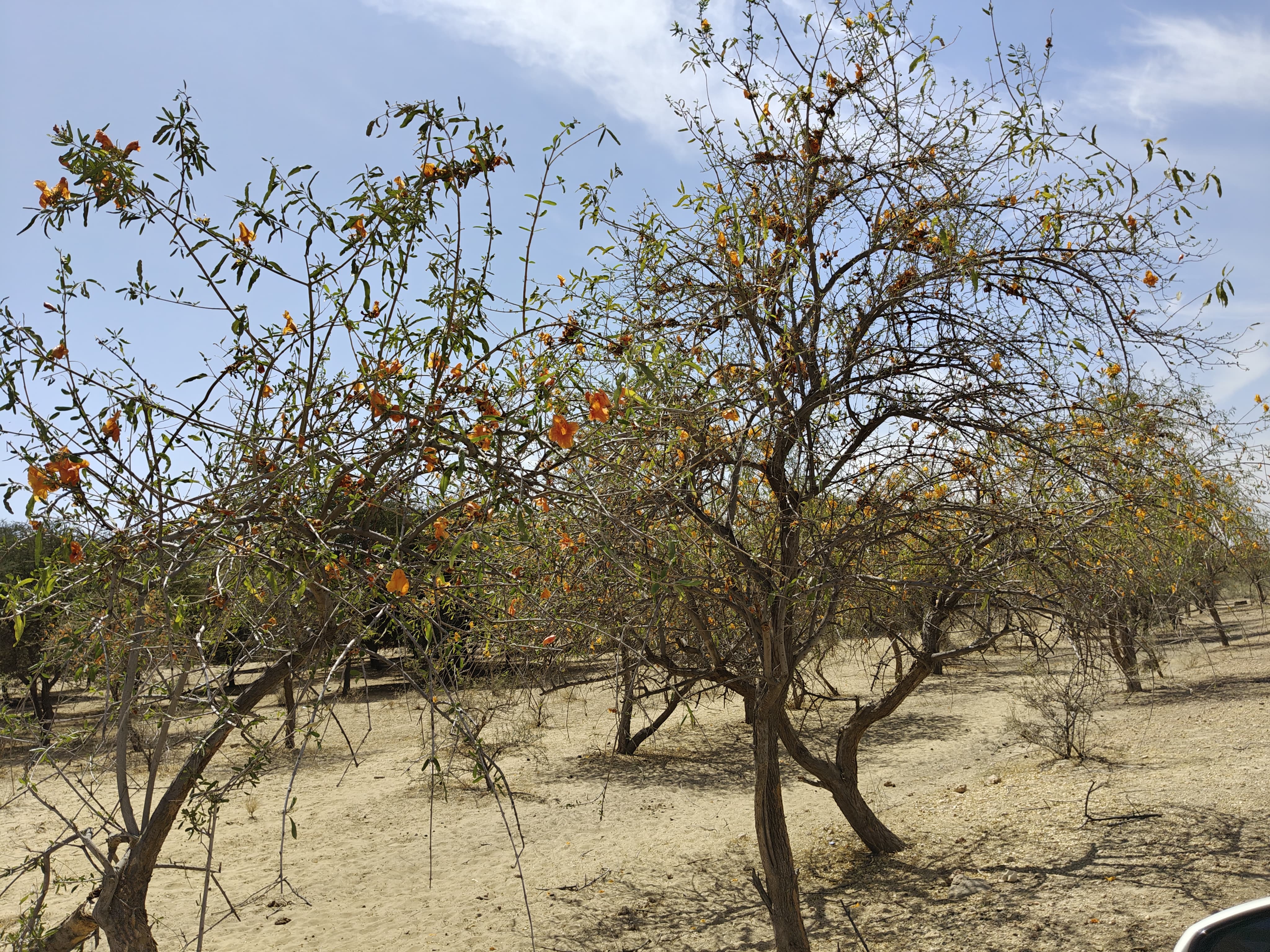 Compensatory Afforestation